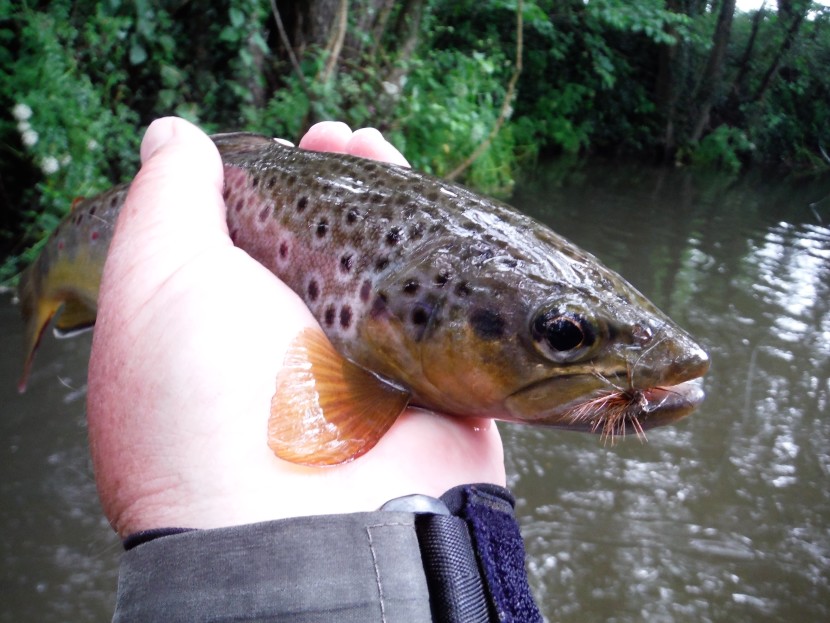 Native Forest trout